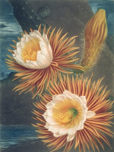 The Night-Blowing Cereus, from The Temple of Flora by Robert Thornton by Philip after Reinagle